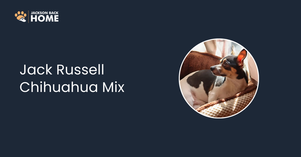 Jack Russell Chihuahua Mix