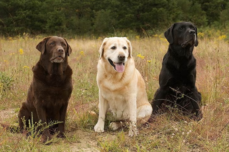 Labrador Retriever Labrador Retriever