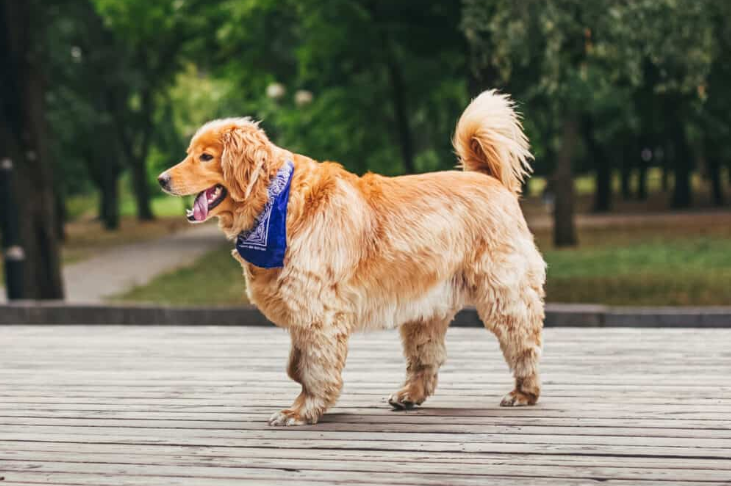 Male Western Dog Names Male Western Dog Names