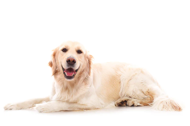 Pet dogs Pet dogs