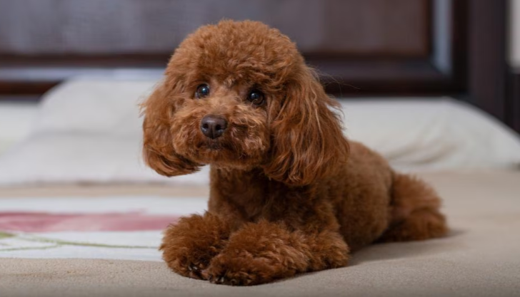 Poodle Poodle