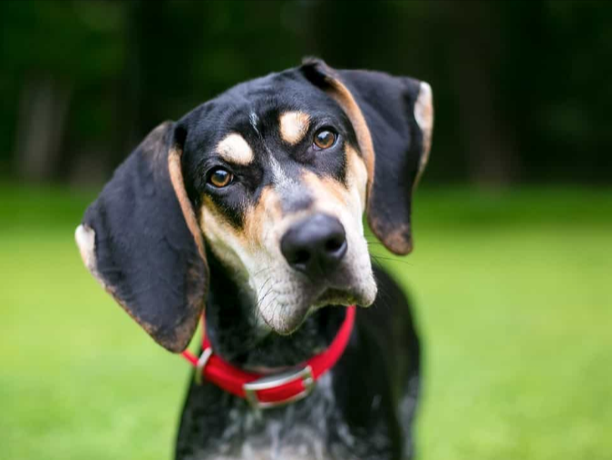 Popular Country Dog Names Popular Country Dog Names
