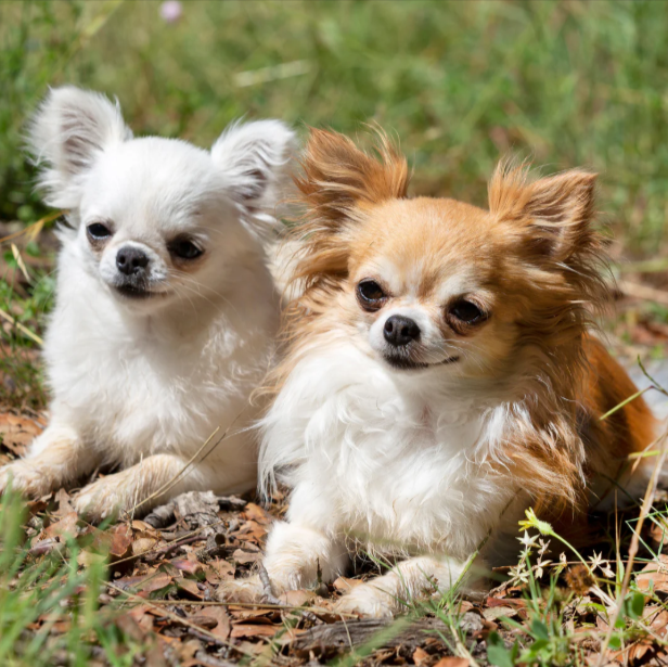 Price of a Chihuahua Price of a Chihuahua