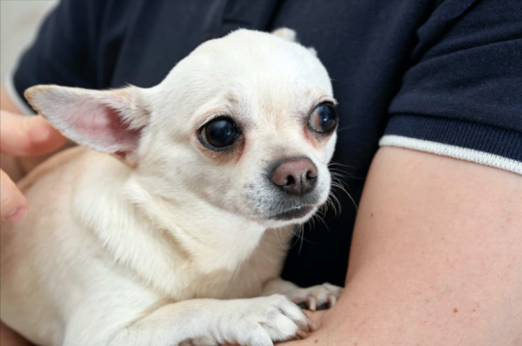 Reasons Why Chihuahuas Shake Reasons Why Chihuahuas Shake