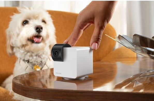 Right Spy Cam For Your Pet