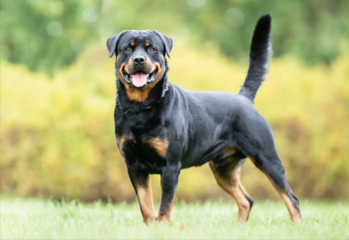 Rottweiler Rottweiler