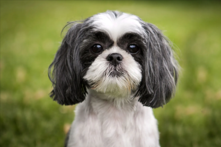 Shih Tzu Shih Tzu