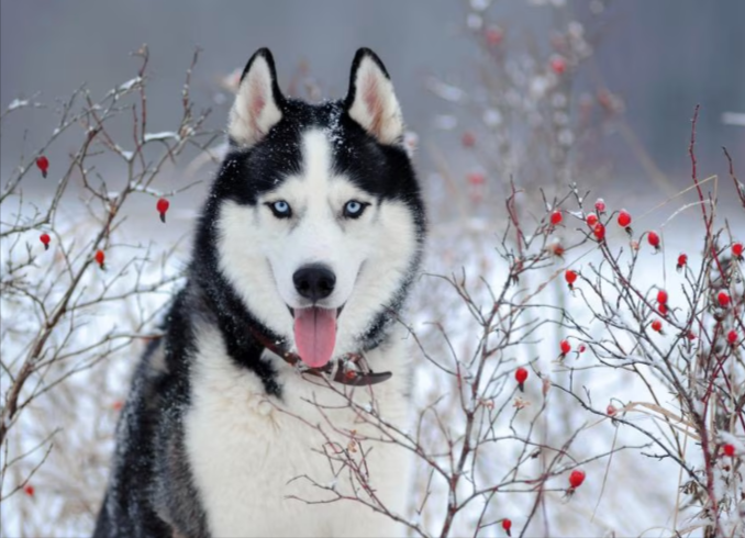 Siberian Husky Siberian Husky
