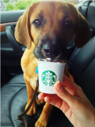 The Puppuccino
