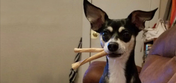 What Should a Jackhuahua Eat What Should a Jackhuahua Eat