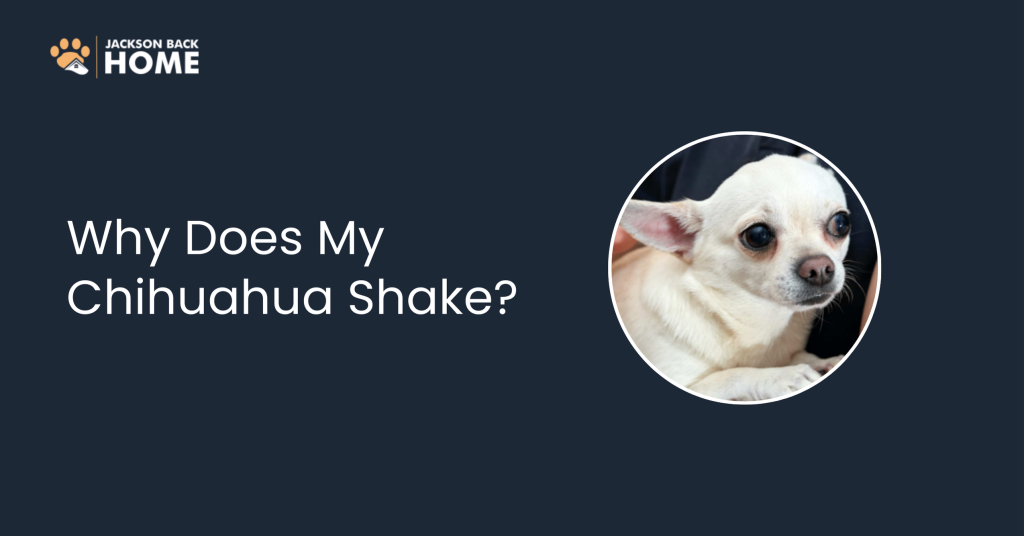 Why Does My Chihuahua Shake